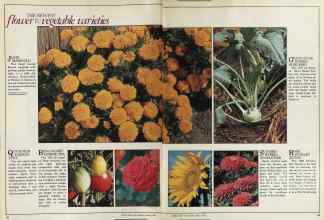 Better Homes & Gardens March 1981 Magazine Article: Page 38