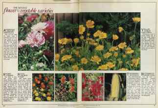 Better Homes & Gardens March 1981 Magazine Article: Page 40