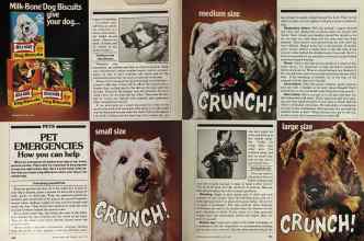 Better Homes & Gardens May 1981 Magazine Article: PET EMERGENCIES How you can help