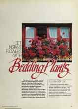 Better Homes & Gardens June 1981 Magazine Article: GET INSTANT FLOWERS WITH Beddings Plants