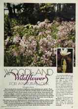 Better Homes & Gardens August 1981 Magazine Article: WOODLAND Wildflowers FOR A NATURAL LOOK