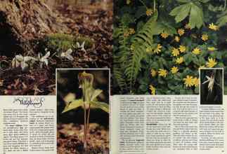 Better Homes & Gardens August 1981 Magazine Article: Page 38