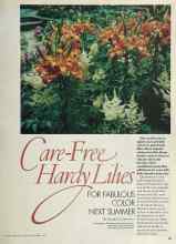 Better Homes & Gardens September 1981 Magazine Article: Care-Free Hardy Lilies