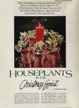 Better Homes & Gardens December 1981 Magazine Article: HOUSEPLANTS IN THE Christmas Spirit