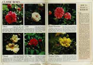 Better Homes & Gardens February 1982 Magazine Article: Page 38