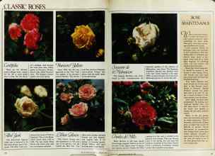 Better Homes & Gardens February 1982 Magazine Article: Page 40
