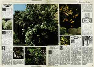 Better Homes & Gardens March 1982 Magazine Article: Page 74
