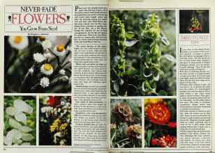 Better Homes & Gardens May 1982 Magazine Article: NEVER-FADE FLOWERS You Grow From Seed