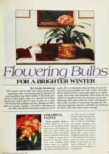 Better Homes & Gardens January 1983 Magazine Article: Flowering Bulbs FOR A BRIGHTER WINTER