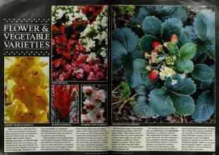 Better Homes & Gardens March 1983 Magazine Article: Page 54