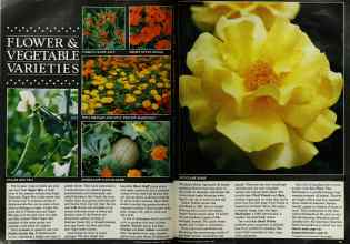 Better Homes & Gardens March 1983 Magazine Article: Page 56