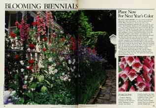 Better Homes & Gardens August 1983 Magazine Article: BLOOMING BIENNIALS
