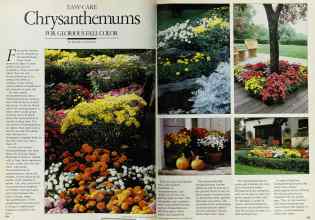 Better Homes & Gardens September 1983 Magazine Article: Easy-Care Chrysanthemums FOR GLORIOUS FALL COLOR