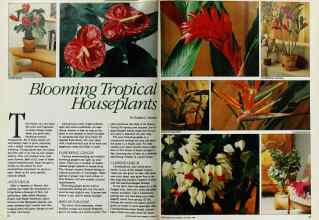Better Homes & Gardens January 1984 Magazine Article: Blooming Tropical Houseplants