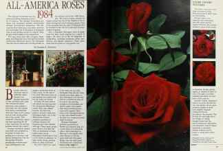 Better Homes & Gardens January 1984 Magazine Article: ALL-AMERICA ROSES 1984