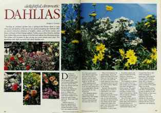 Better Homes & Gardens May 1984 Magazine Article: Delightful, dramatic DAHLIAS