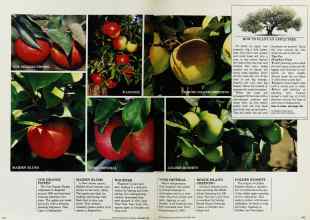 Better Homes & Gardens September 1984 Magazine Article: Page 104