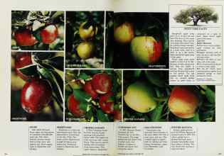 Better Homes & Gardens September 1984 Magazine Article: Page 106