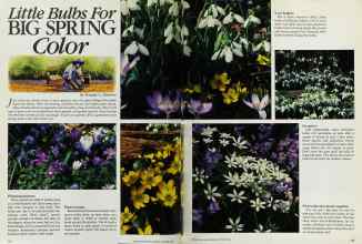 Better Homes & Gardens October 1984 Magazine Article: Little Bulbs For BIG SPRING Color