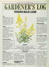 Better Homes & Gardens September 1985 Magazine Article: TENDER-BULB CARE