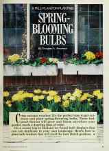 Better Homes & Gardens October 1985 Magazine Article: SPRING-BLOOMING BULBS