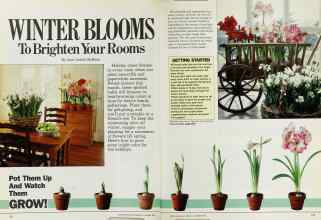 Better Homes & Gardens November 1985 Magazine Article: WINTER BLOOMS