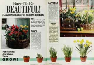 Better Homes & Gardens October 1986 Magazine Article: Forced To Be BEAUTIFUL!