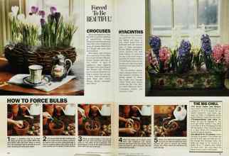 Better Homes & Gardens October 1986 Magazine Article: Page 120