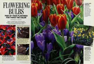 Better Homes & Gardens October 1987 Magazine Article: FLOWERING BULBS