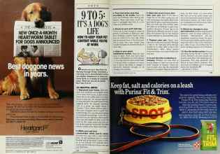 Better Homes & Gardens March 1988 Magazine Article: 9 TO 5: IT'S A DOG'S LIFE