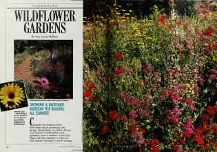 Better Homes & Gardens May 1988 Magazine Article: WILDFLOWER GARDENS