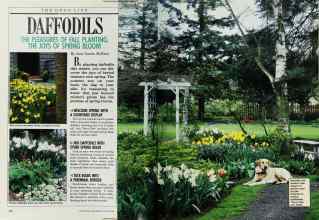 Better Homes & Gardens October 1988 Magazine Article: DAFFODILS