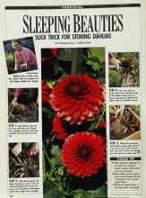 Better Homes & Gardens October 1989 Magazine Article: SLEEPING BEAUTIES