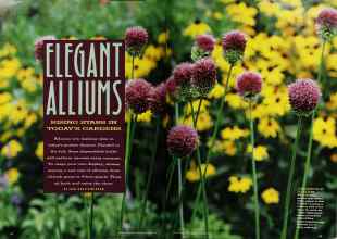 Better Homes & Gardens October 1990 Magazine Article: ELEGANT ALLIUMS