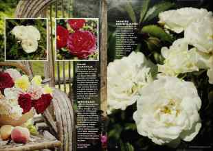 Better Homes & Gardens May 1991 Magazine Article: Page 37