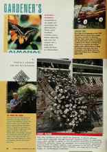 Better Homes & Gardens July 1992 Magazine Article: BUTTERFLY BANQUET