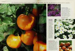 Better Homes & Gardens January 1993 Magazine Article: Page 24