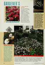 Better Homes & Gardens April 1993 Magazine Article: HARVESTING GARLIC CHIVES