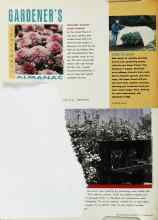 Better Homes & Gardens September 1993 Magazine Article: INSTANT COLOR WITH MUMS
