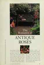 Better Homes & Gardens February 1994 Magazine Article: The Romance of ANTIQUE ROSES