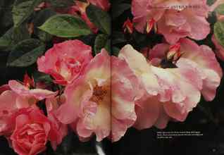 Better Homes & Gardens February 1994 Magazine Article: Page 26