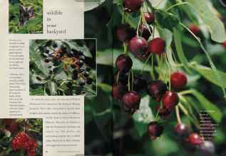 Better Homes & Gardens March 1994 Magazine Article: Page 68