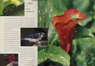 Better Homes & Gardens March 1994 Magazine Article: Page 70