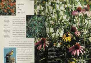 Better Homes & Gardens March 1994 Magazine Article: Page 72