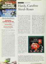 Better Homes & Gardens April 1996 Magazine Article: Hardy, Carefree Shrub Roses
