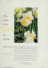 Better Homes & Gardens October 1996 Magazine Article: The many ways daffodils say spring