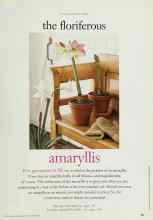 Better Homes & Gardens December 1996 Magazine Article: The floriferous Amaryllis