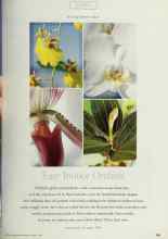 Better Homes & Gardens March 1997 Magazine Article: Easy Indoor Orchitis