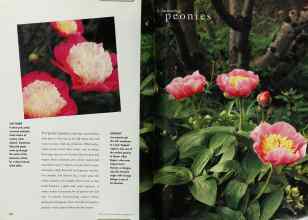 Better Homes & Gardens September 1997 Magazine Article: Page 142