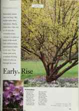 Better Homes & Gardens October 1997 Magazine Article: Early to Rise